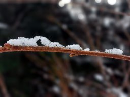 Seelöwenkuss im Winter